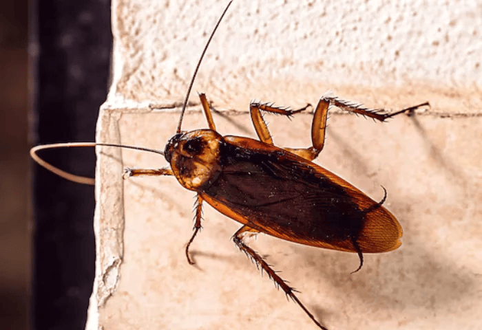 Bionex: Premier Pest Control in Saudi Arabia and Pest Control Services for Hotels