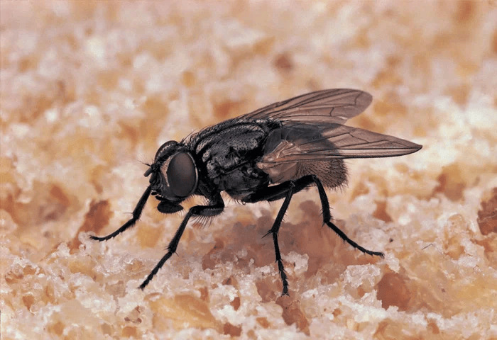 Professional Pest Control Services in Saudi Arabia: The Ultimate Guide to a Pest-Free Environment